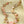 The Linaigrette Shell Necklace