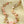 The Linaigrette Shell Necklace