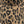 The Nicéphore Cap