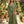 Tiered Swing Maxi Dress